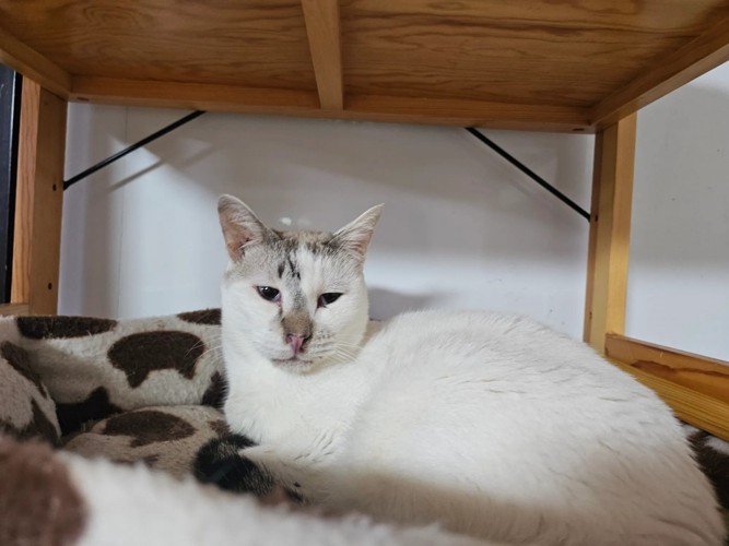 くつろいでいる白猫