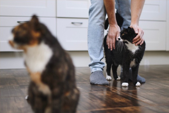 立って猫の腰をなでる男性