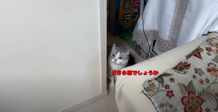 物陰に隠れる猫