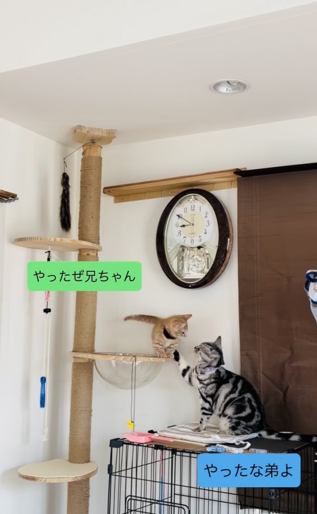 子猫を褒めるアメリカンショートヘア