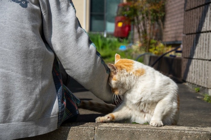 頭をぶつけている猫