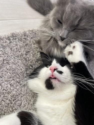 じゃれ合う2匹の猫