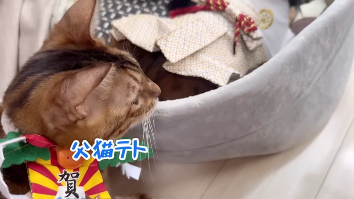 賀正のコスプレの猫