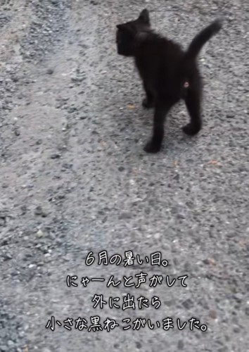 立ち止まる黒猫
