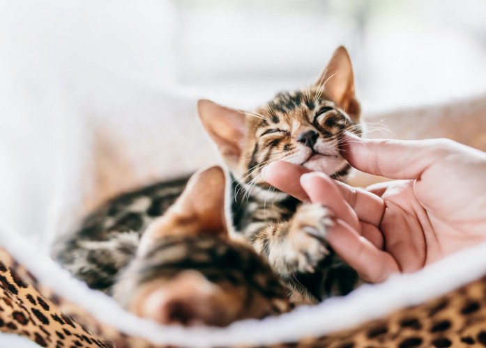 顎を撫でられて嬉しそうな子猫