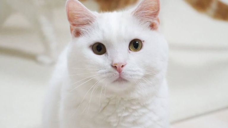 室内にいる猫