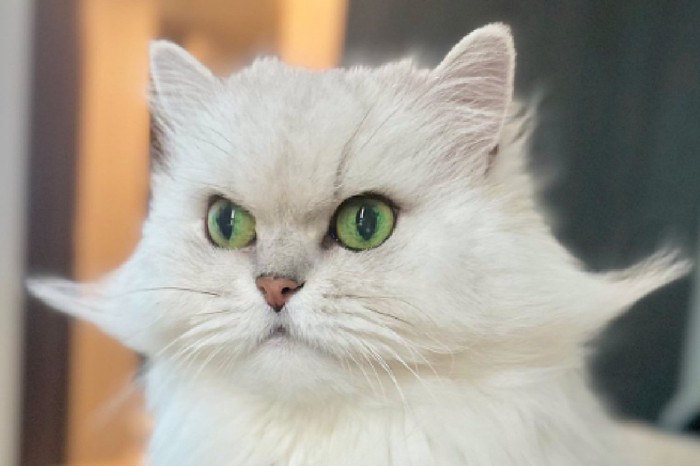 毛をセットされる猫