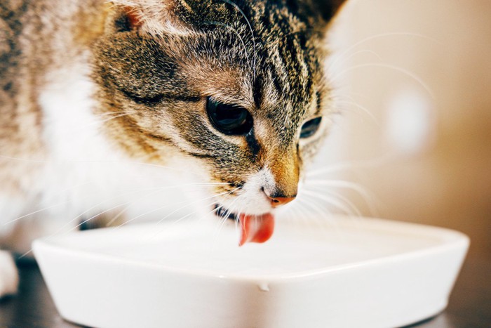 水を飲む猫