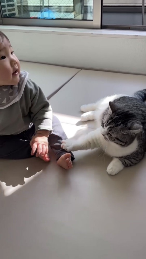 遊ぶ赤ちゃんと猫