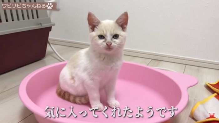 猫鍋