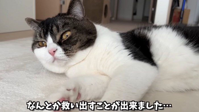 カーペットの上で寝そべる猫