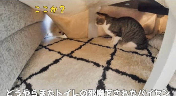 隠れている猫