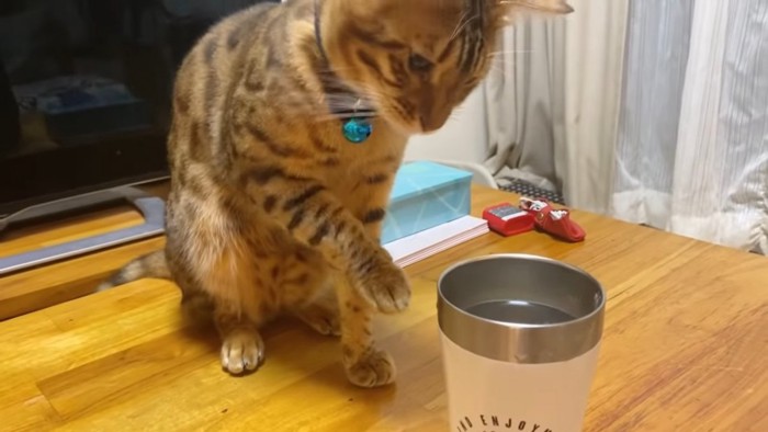 コップの前に座る猫