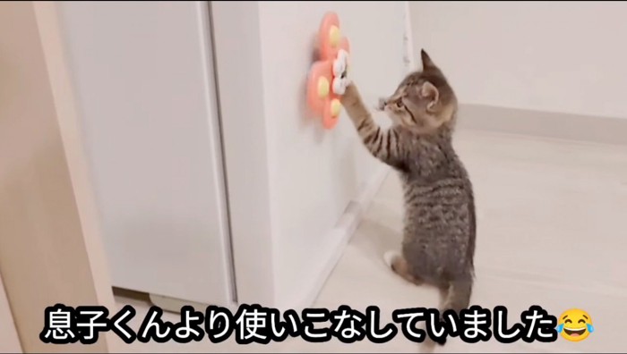 赤ちゃんが遊んでいたオモチャを回す子猫