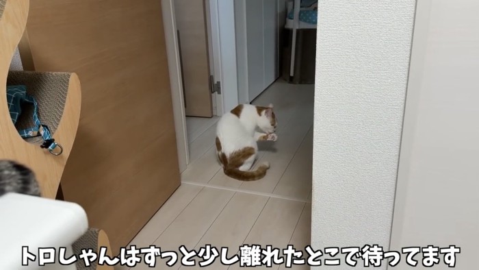 毛づくろいをする猫