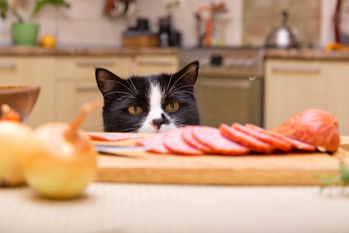 食べ物が気になる猫