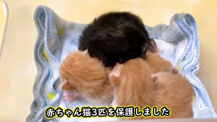 手ぬぐいの上の3匹の赤ちゃん猫