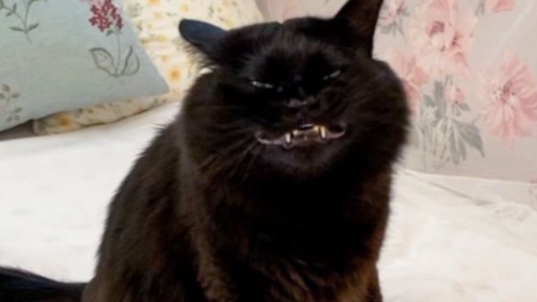 室内にいる猫