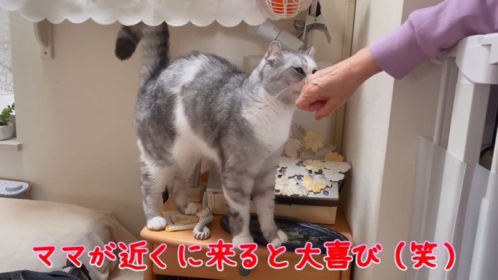 人の手に顔を近づける猫