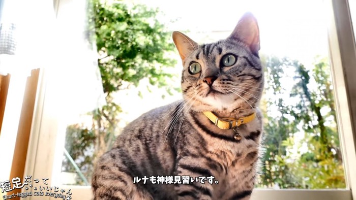 縞模様の猫