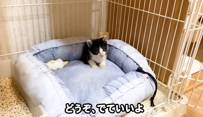フカフカのベッドに座っている子猫