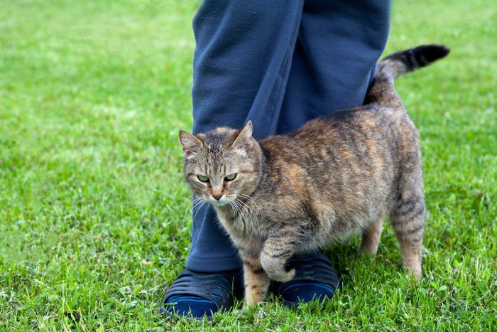 甘える猫