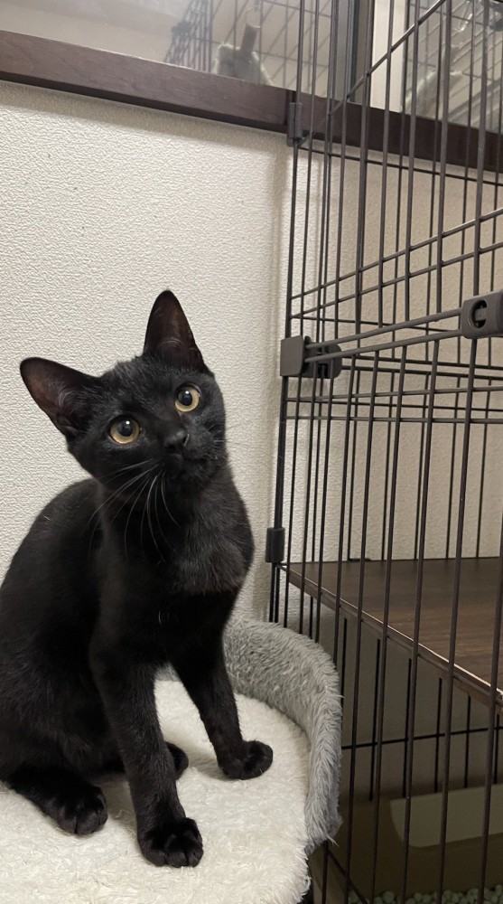 首をかしげて遠くを見つめる猫