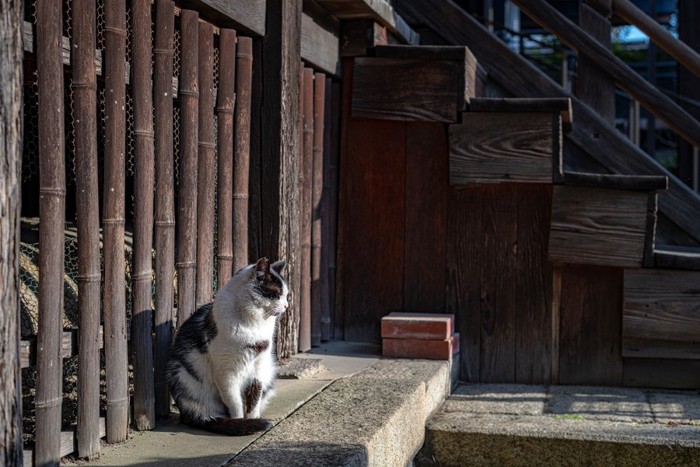 軒先の猫