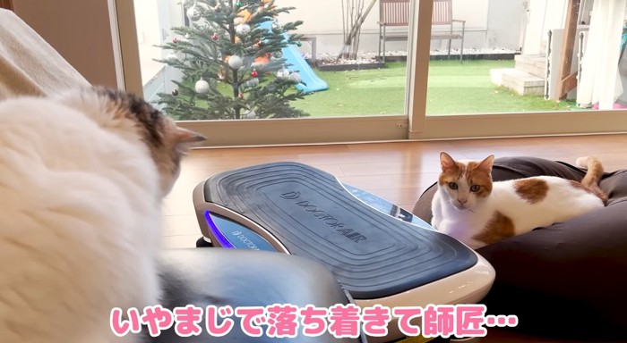 向かい合う猫