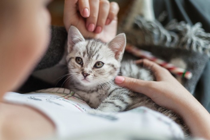 お腹の上に乗る子猫