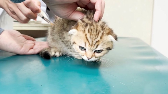 「無」の表情を浮かべる子猫