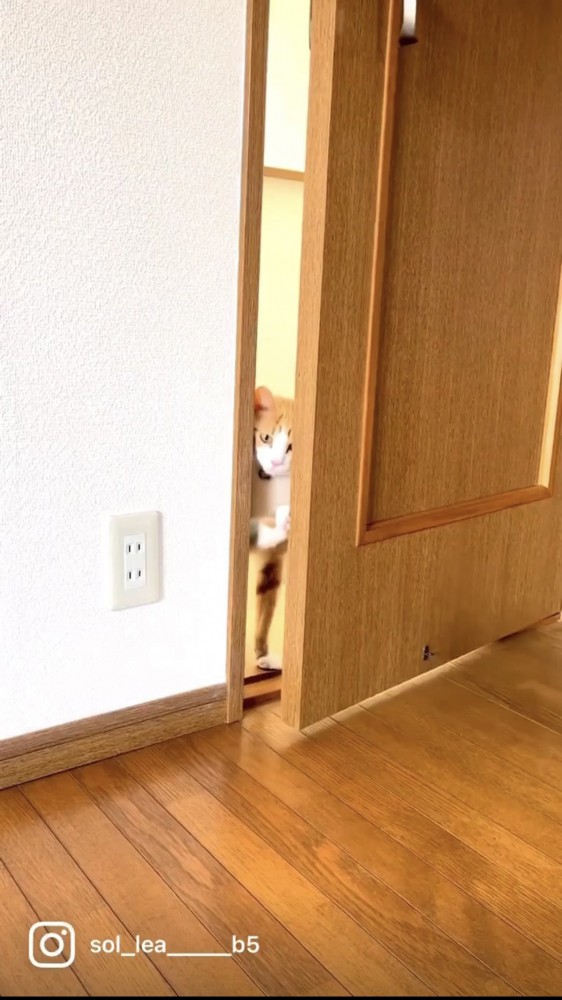 ドアを開ける猫