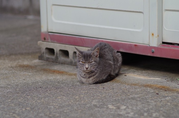 箱座りをしている猫