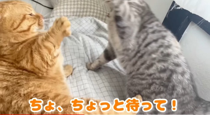 パンチする猫