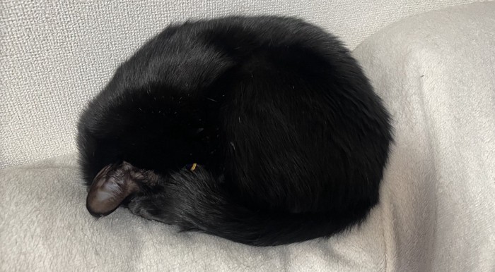 丸まって眠る猫