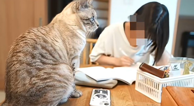 机に乗る猫と人間