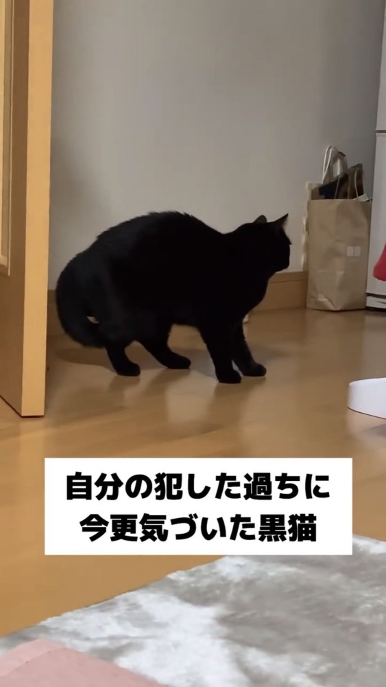 うずくまる黒猫