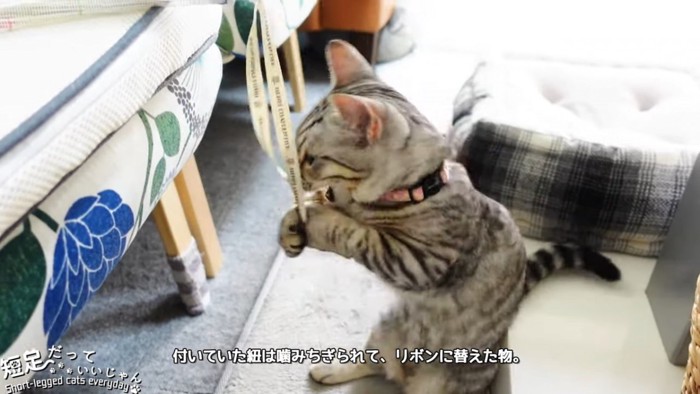 リボンで遊ぶ子猫