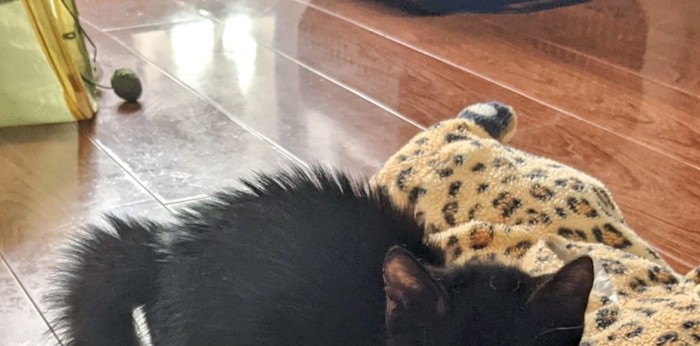 毛を逆立てた子猫の背中