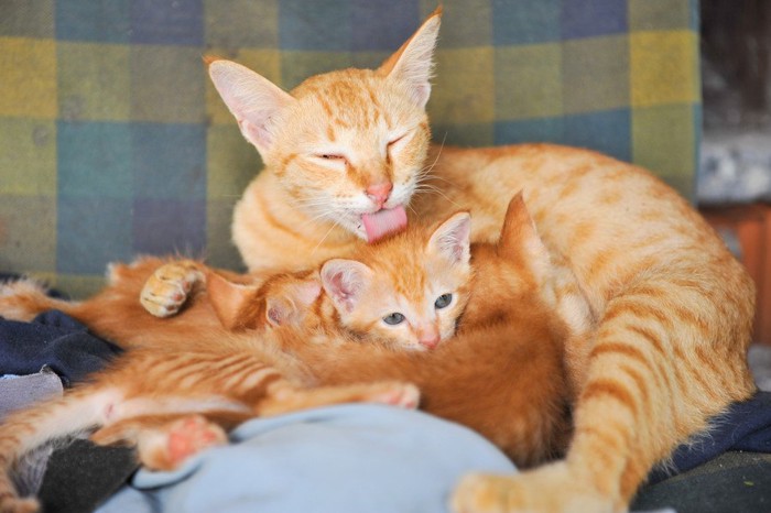 母猫と子猫