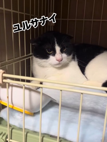 怒った顔の猫