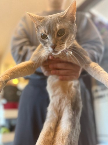 抱っこされる猫