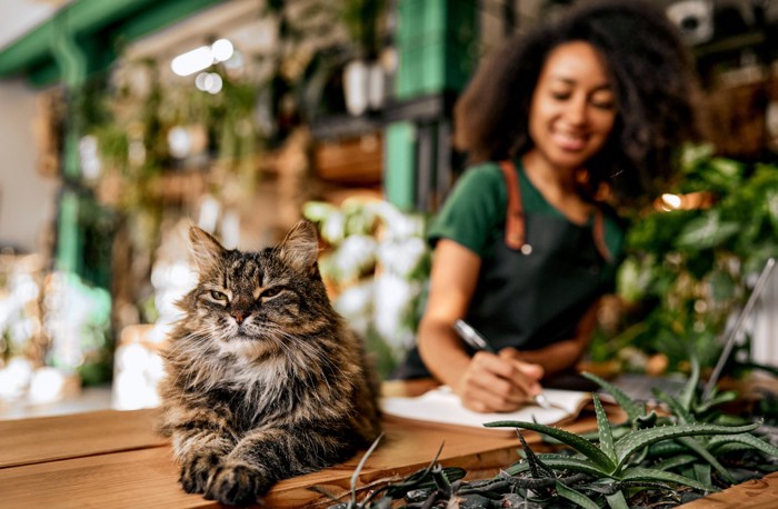 店内のカウンターにたたずむ猫