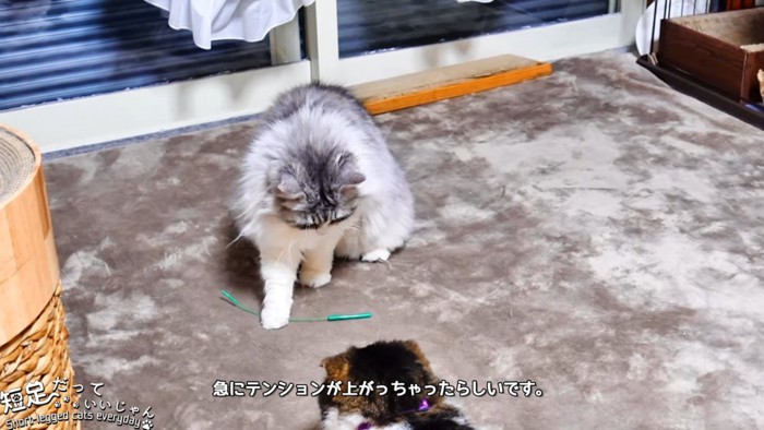 棒を前足で触る猫