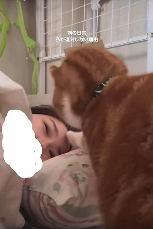 寝ている飼い主の額に軽く手の先で触れている猫