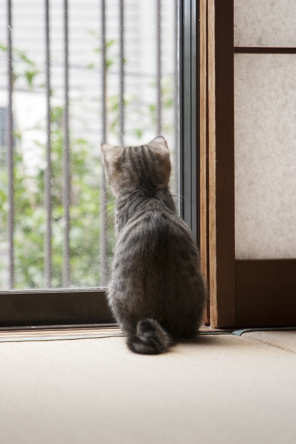 障子と後ろ向きの猫