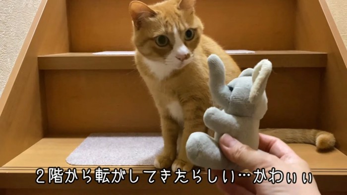 猫とぬいぐるみ