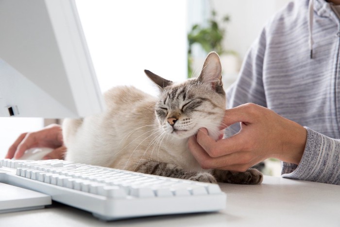 PC作業中の飼い主に撫でられる猫