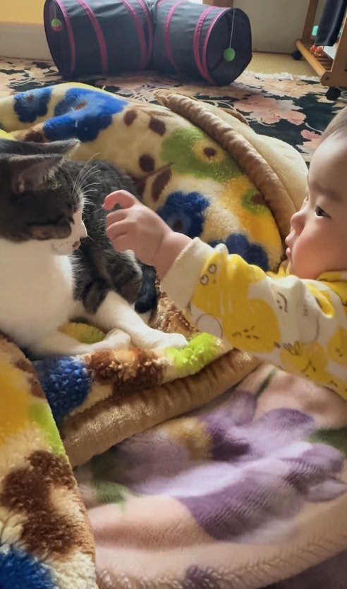 人差し指を猫に差し出す赤ちゃん