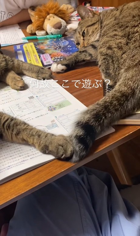 寝転がる猫
